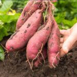 Patates douces en souffrance : gérer l&rsquo;eau