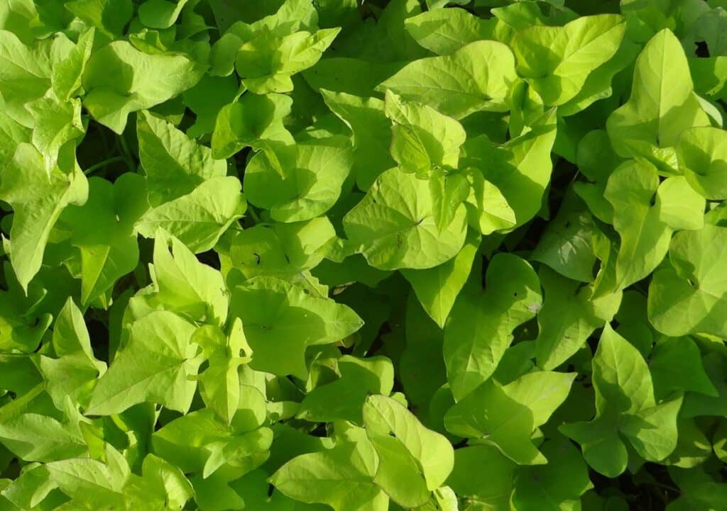Patate douce couvre sol