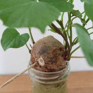 Faire pousser la patate douce