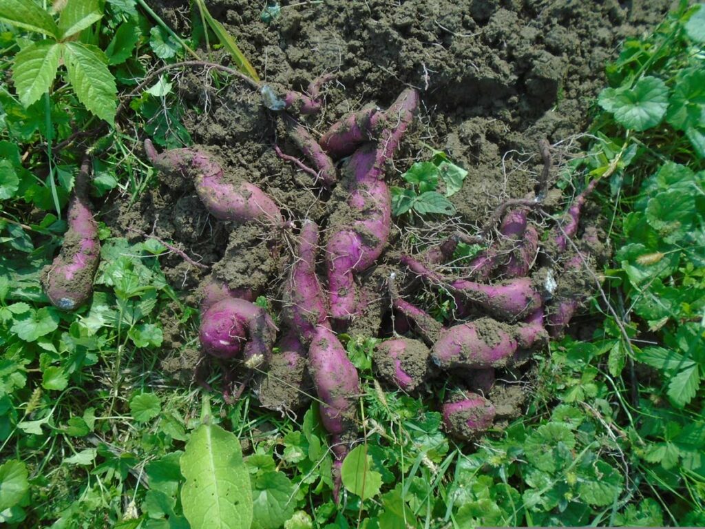 R&eacute;colter la patate douce