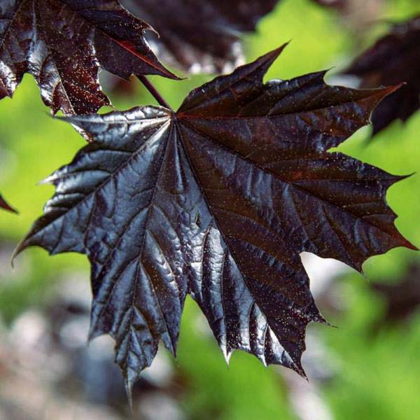 Les feuilles pourpres sont vertes