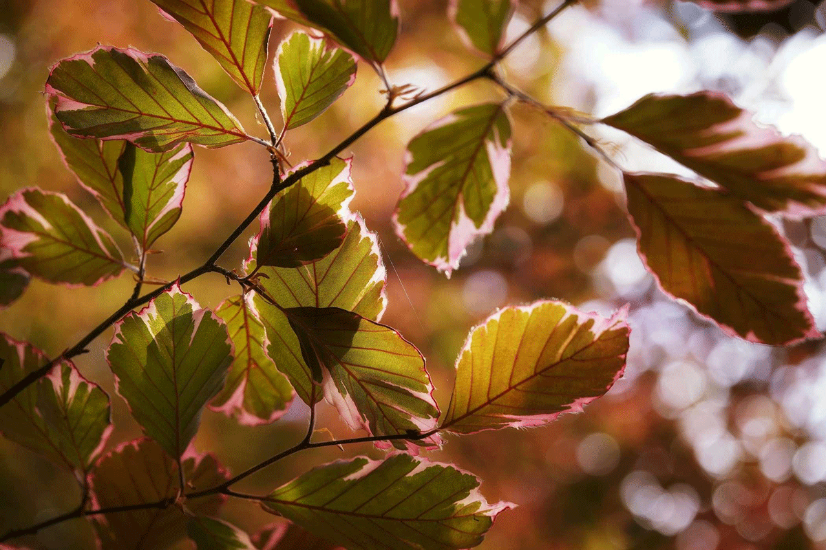 Feuilles pourpres et photosynthèse