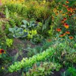 Changement climatique Quelles plantes choisir ? Pieges à éviter