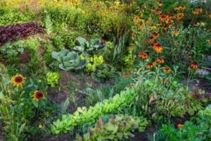 Le potager anticanicule de demain