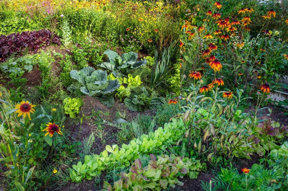 Le potager anticanicule de demain