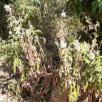 Après plusieurs canicules, mon jardin est-il vraiment mort ?