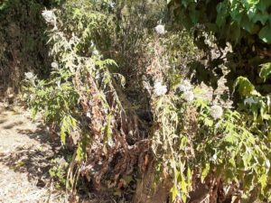 Mon jardin est-il mort