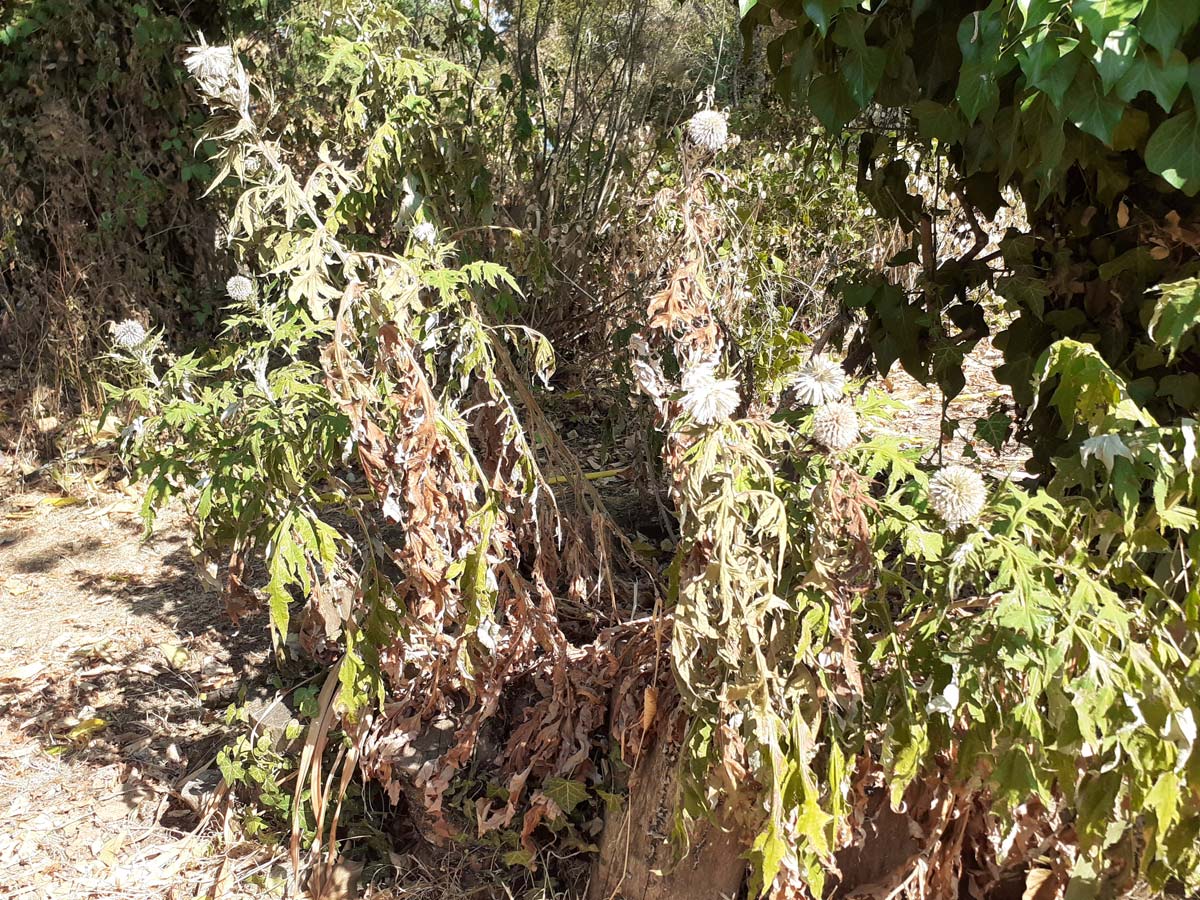 Mon jardin est-il mort