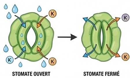 Les plantes ferment leurs stomates