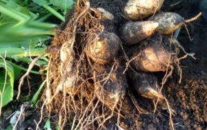 Cultiver le yacon poire de terre