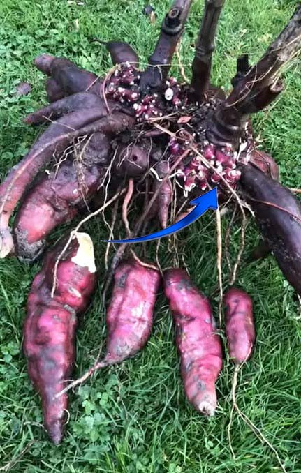 Yacon que plante-t-on
