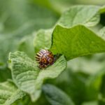 Le doryphore de la pomme de terre : biologie, prévention et solutions naturelles
